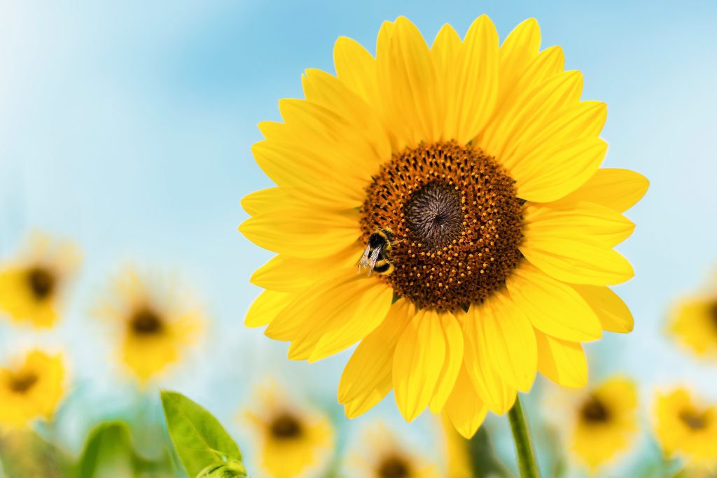 Eine Biene sitzt auf einer blühenden Sonnenblume.